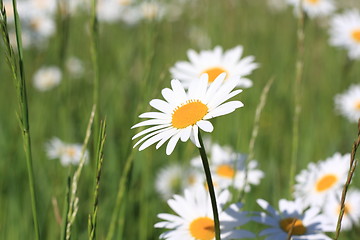 Image showing daisy field