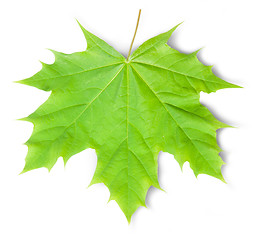 Image showing Green Maple Leaf