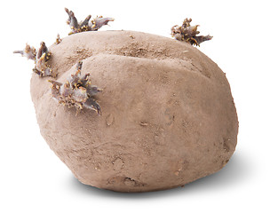 Image showing Dirty Sprouting Potatoes Rotated