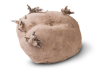 Image showing Dirty Sprouting Potatoes