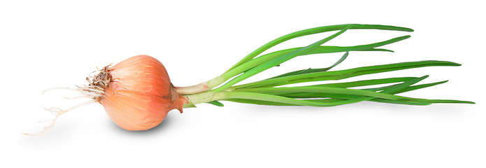 Image showing Onion Bulbs With Green Sprouts