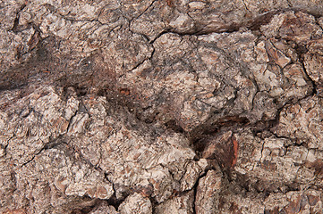 Image showing Abstract Background Bark