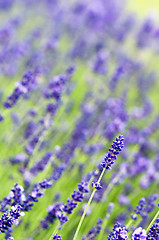 Image showing Lavender