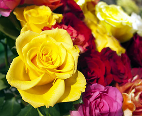 Image showing Roses