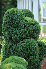 Image showing green bear topiary  