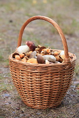 Image showing Basket  mushrooms