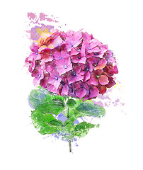 Image showing Watercolor Image Of Hydrangea Flower