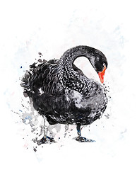 Image showing Black Swan.Watercolor