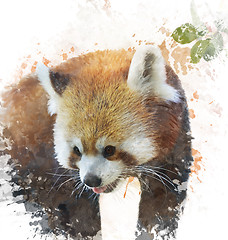 Image showing Watercolor Image Of  Red Panda