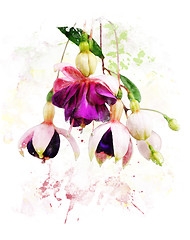 Image showing Watercolor Image Of  Fuchsia Flowers 