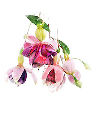 Image showing Watercolor Image Of  Fuchsia Flowers