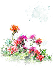 Image showing Watercolor Image Of  Geranium Flowers