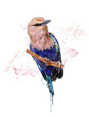 Image showing Watercolor Image Of Blue Bellied Roller