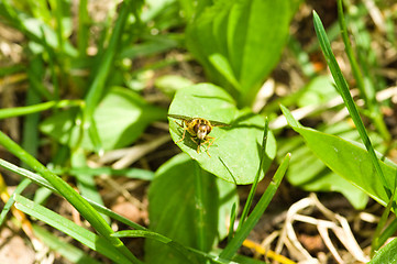 Image showing Hoverfly