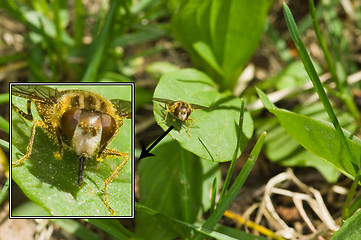 Image showing Hoverfly