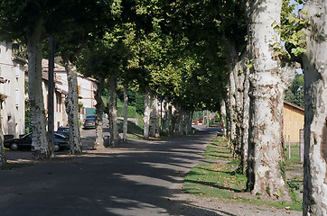 Image showing tree lined street