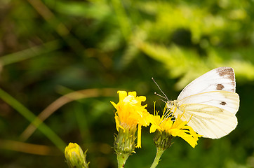 Image showing Butterfly