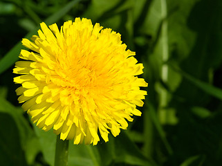 Image showing Dandelion