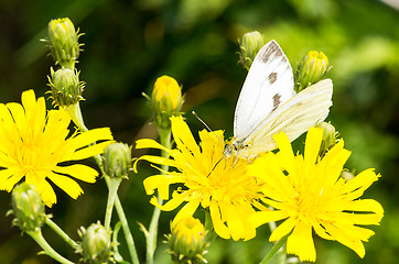 Image showing Butterfly