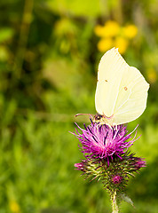 Image showing Butterfly