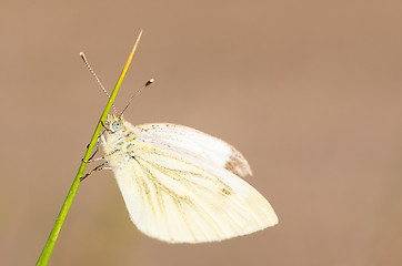 Image showing Butterfly