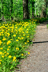 Image showing Dandelion