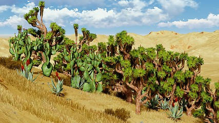 Image showing Joshua trees