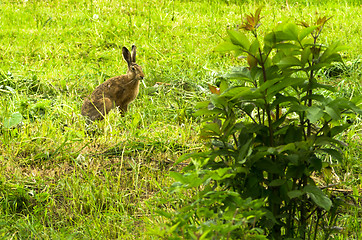 Image showing Hare