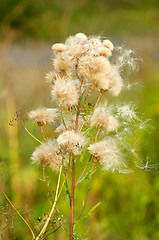 Image showing Pollen