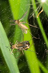 Image showing Spider