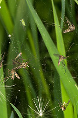 Image showing Spider