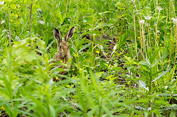 Image showing Hare