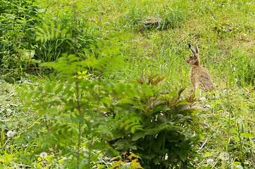 Image showing Lepus europaeus