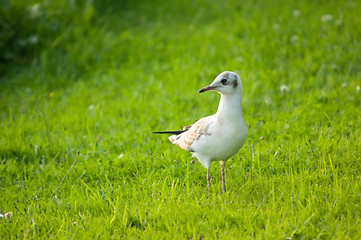 Image showing Gull