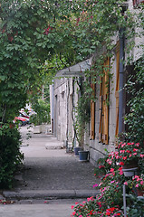 Image showing Flowered walkway