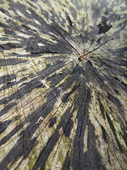 Image showing abstract wooden cut face