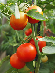 Image showing Tomatoes bunch close-up