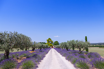 Image showing Lavander garden