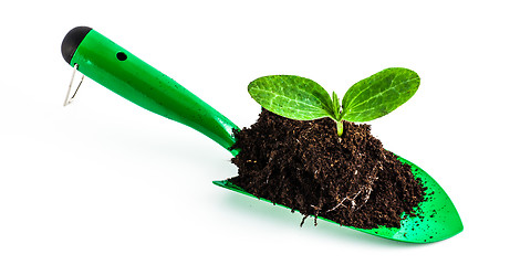 Image showing Young plant on gardening tool