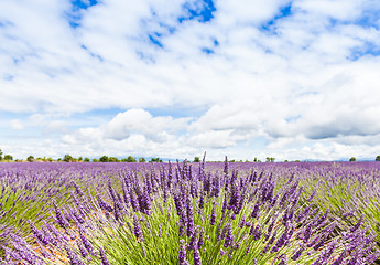 Image showing Lavander field