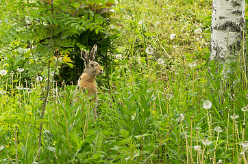 Image showing Lepus europaeus