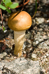 Image showing Mushroom