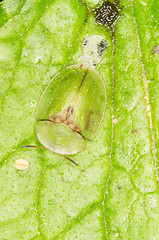 Image showing Green Tortoise Beetle