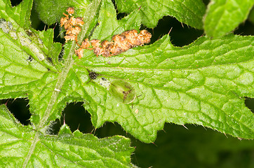 Image showing Green Tortoise Beetle