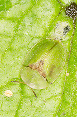 Image showing Green Tortoise Beetle