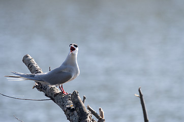 Image showing Tern