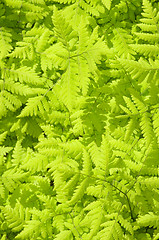 Image showing Fern