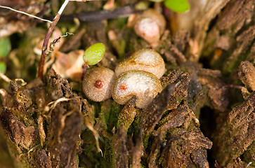 Image showing Mushrooms