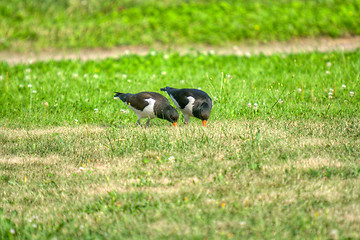 Image showing Haematopus ostralegus