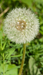 Image showing Dandelion